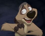 Uncle Max the Meerkat
