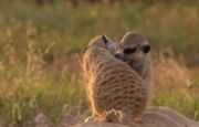 Miles Grooming Nikita (Zorilla)