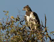 Martial Eagle
