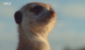 Kleintjie on Mighty Meerkats