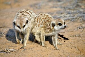 Two Nequoia Meerkats