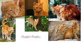 Brandfeuer