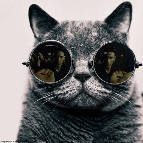 File:Y ymatrix cat.png
