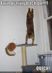 Funny-pictures-gravity-cat