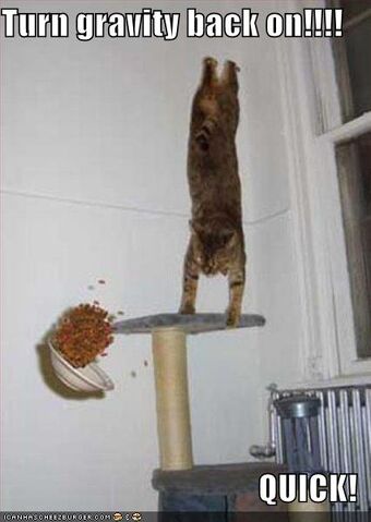 File:Funny-pictures-gravity-cat.jpg