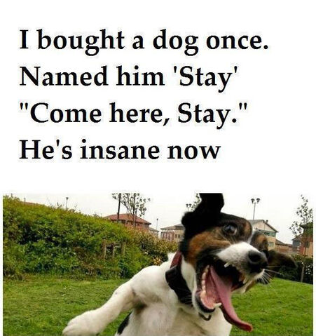 File:Stay the dog meme.jpg