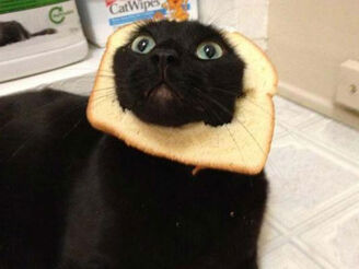 Breading-cats-Q016