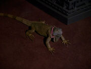 Spot-Iguana.jpg