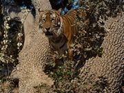 Tiger.jpg