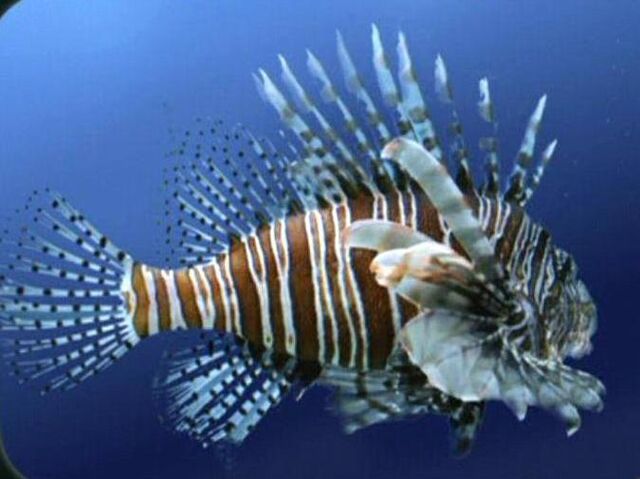 File:Lionfish.jpg