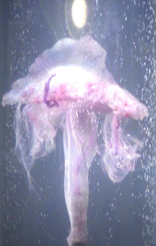 File:Jelly fish-like lifeform, think tank.jpg