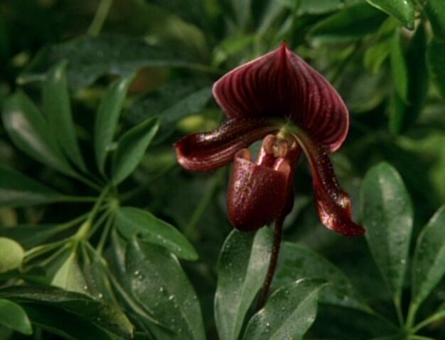 File:Cypripedium.jpg
