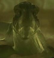 Xindi-Aquarianer.jpg