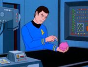 McCoy untersucht einen Tribble.jpg