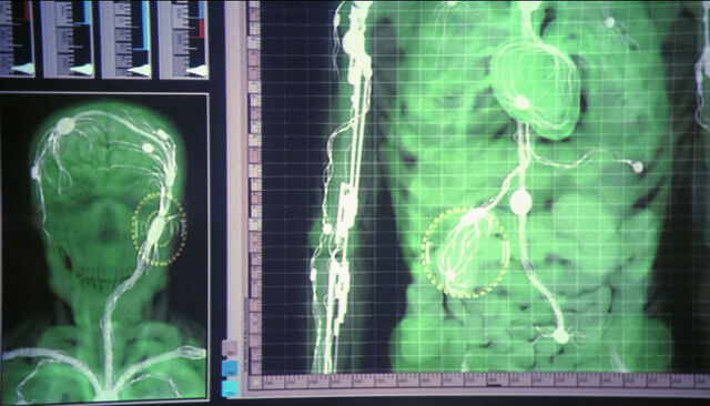 File:Tarkalean physiology.jpg
