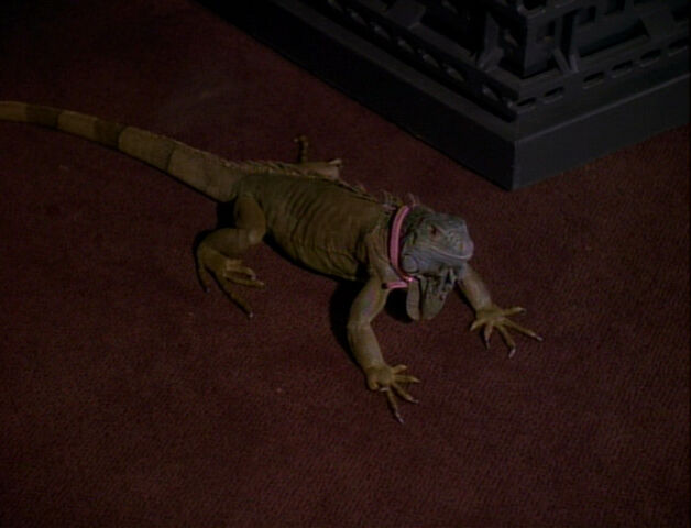 File:Spot-Iguana.jpg