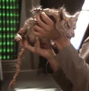 Cardassianvole.jpg