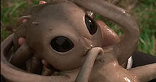 Squid