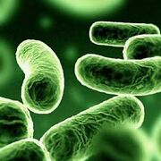 Bacteria