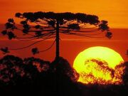 Araucaria2sol.jpg