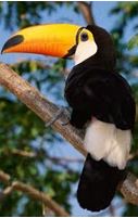 Tucano