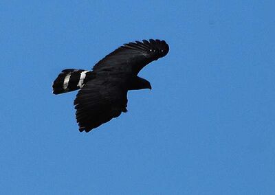 Crane-hawk-1.jpg