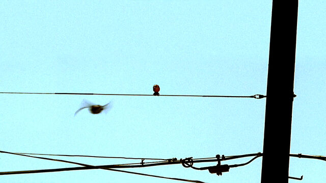 Archivo:Plain Sight.jpg