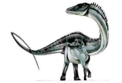 Amphicoelias-1