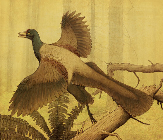 File:Archaeopteryx-Sheil.jpg