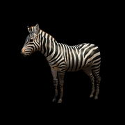 Zebra 52bf369705e8