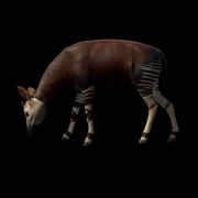 Okapi