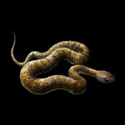 Oriental Rattlesnake