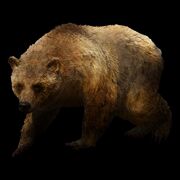 Brown Bear