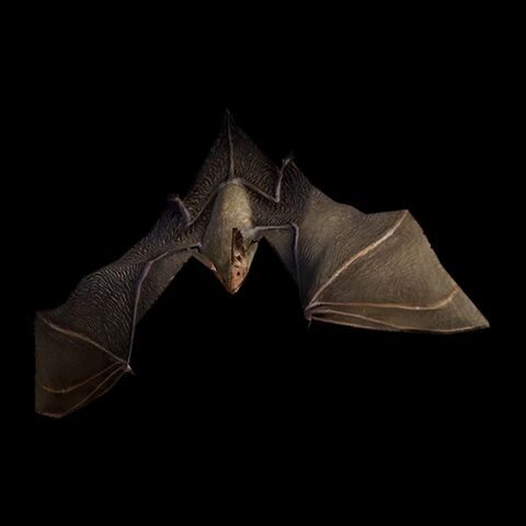 File:Bechstein's Bat.jpg