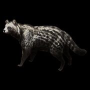 African Civet