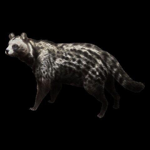 File:African Civet.jpg
