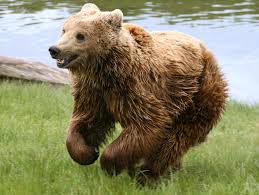 Earasian brown bear