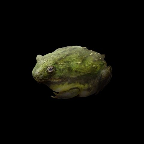 File:African Bullfrog.jpg