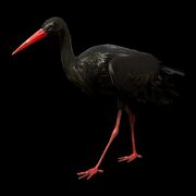 Black stork