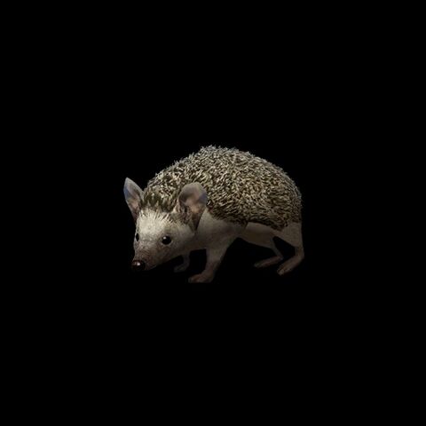 File:Long-eared hedgehog.jpg