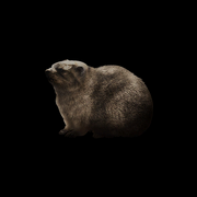 Hyrax 3376d52061054