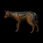 Side-striped Jackal