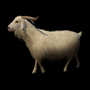 CashGoat 6db80b7b9bf0