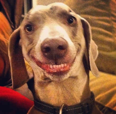 File:Ernie face.png