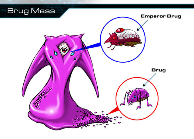 File:Brugmass.jpg