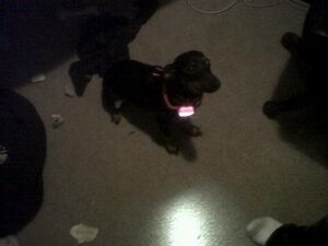 IMG00161-20130207-1913