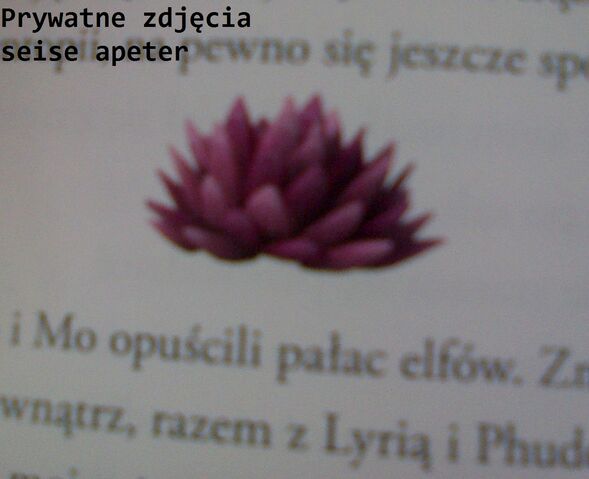Plik:IMG-20140426-00927.jpg
