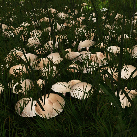 File:Common white mushroom.png