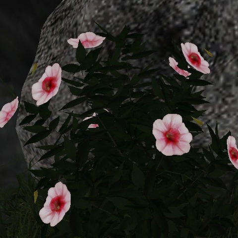 File:White pink viola.png