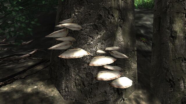 File:Brown shelf fungus.jpg